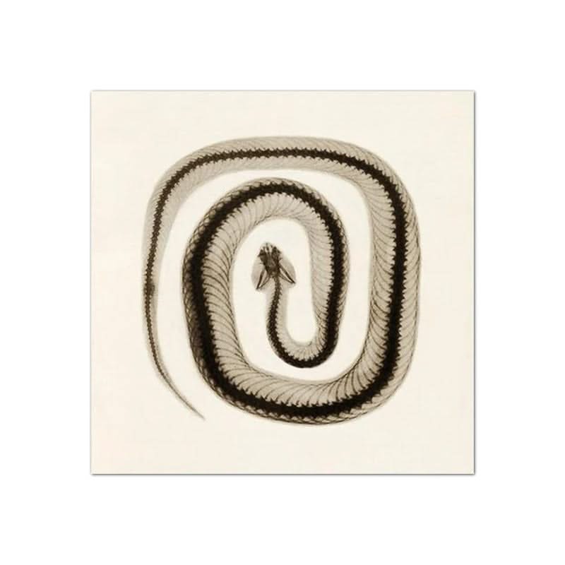 Tableau Serpent Noir et Blanc