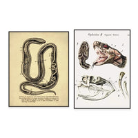 Thumbnail for Poster Serpent Python