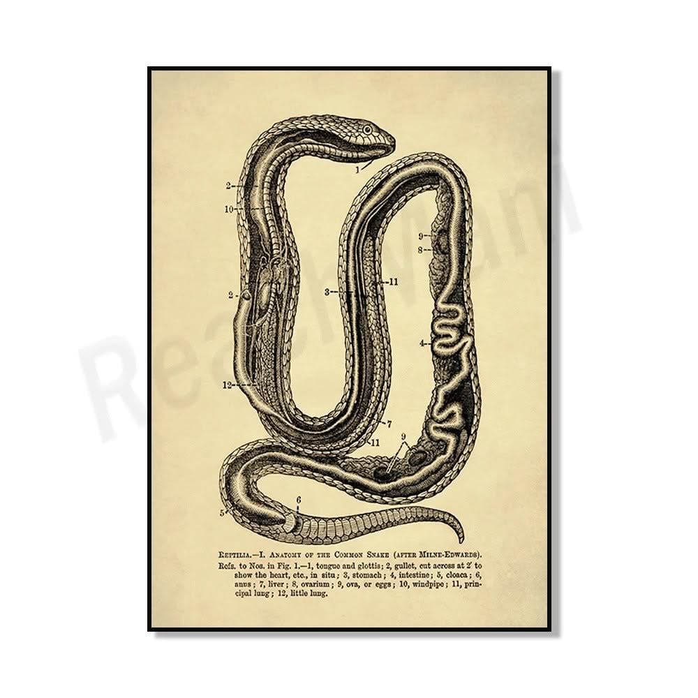 Poster Serpent Python
