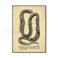 Thumbnail for Poster Serpent Python