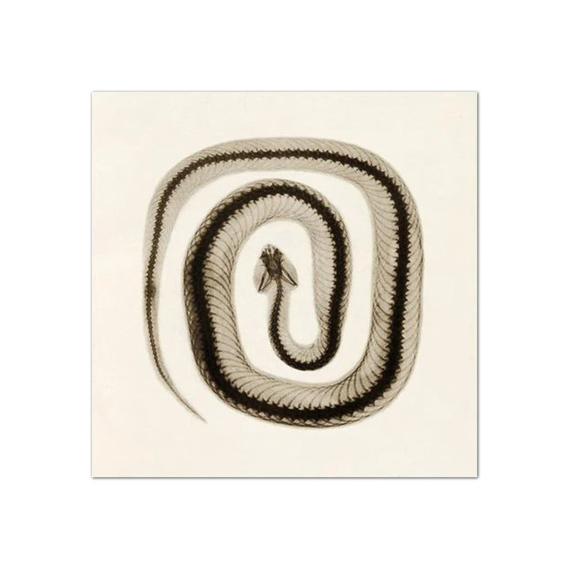 Tableau Serpent Noir et Blanc