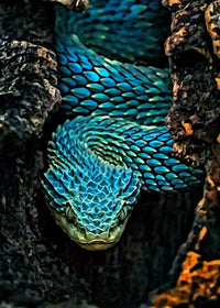 Thumbnail for Tableau Serpent Géant