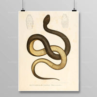 Thumbnail for Tableau Serpent Égyptien