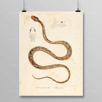 Thumbnail for Tableau Serpent Égyptien
