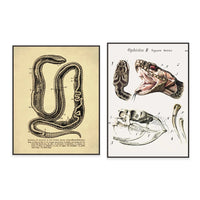 Thumbnail for Poster Serpent Python