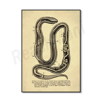 Thumbnail for Poster Serpent Python